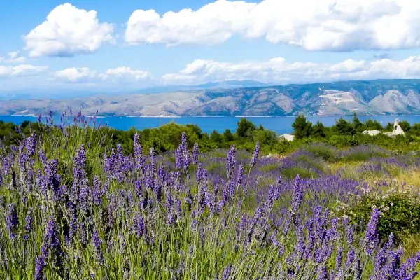 Feld mit Lavendel auf der Insel Hvar samt Blick auf die Insel Korčula.