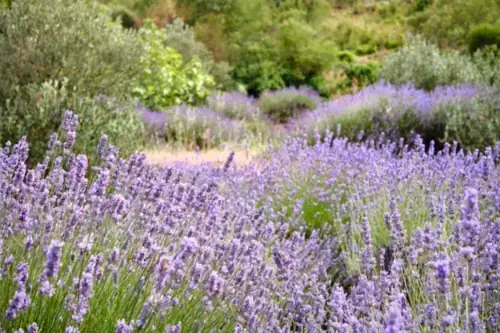Berglavendel auf der Insel Hvar in Kroatien.