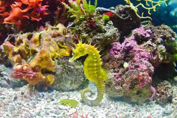 Seepferdchen im Aquarium.