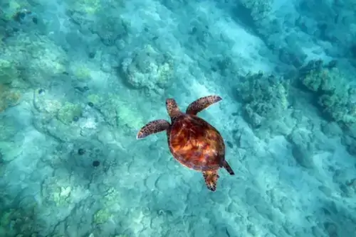 Unterwasser Tauchen und Schnorcheln, Schildkröte