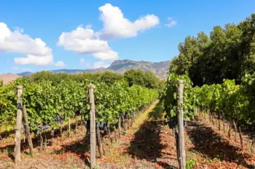 Ein Weinberg mit reifen Rotweintrauben kurz vor der Ernte auf einem Weingut in der Nähe des Ätna, inmitten der Weinproduktion auf Sizilien.